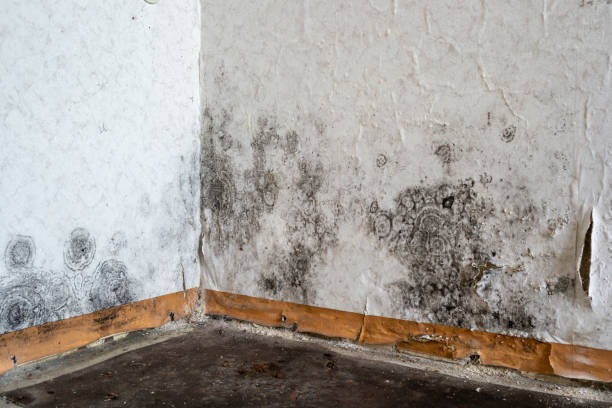 Water damage restoration mold remediation in South Run, VA